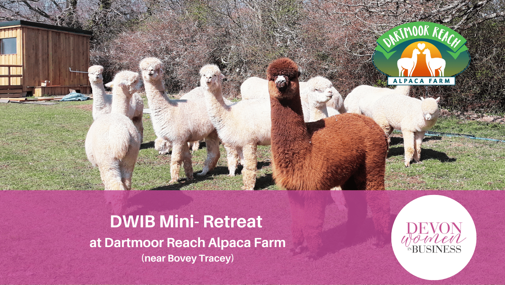 Photo of alpacas in a field. Pink overlay banner. Text: DWIB Mini-Retreat at Dartmoor Reach Alpaca Farm (near Bovey Tracey) Logo: Dartmoor Reach Alpaca Farm Logo: Devon Women in Business