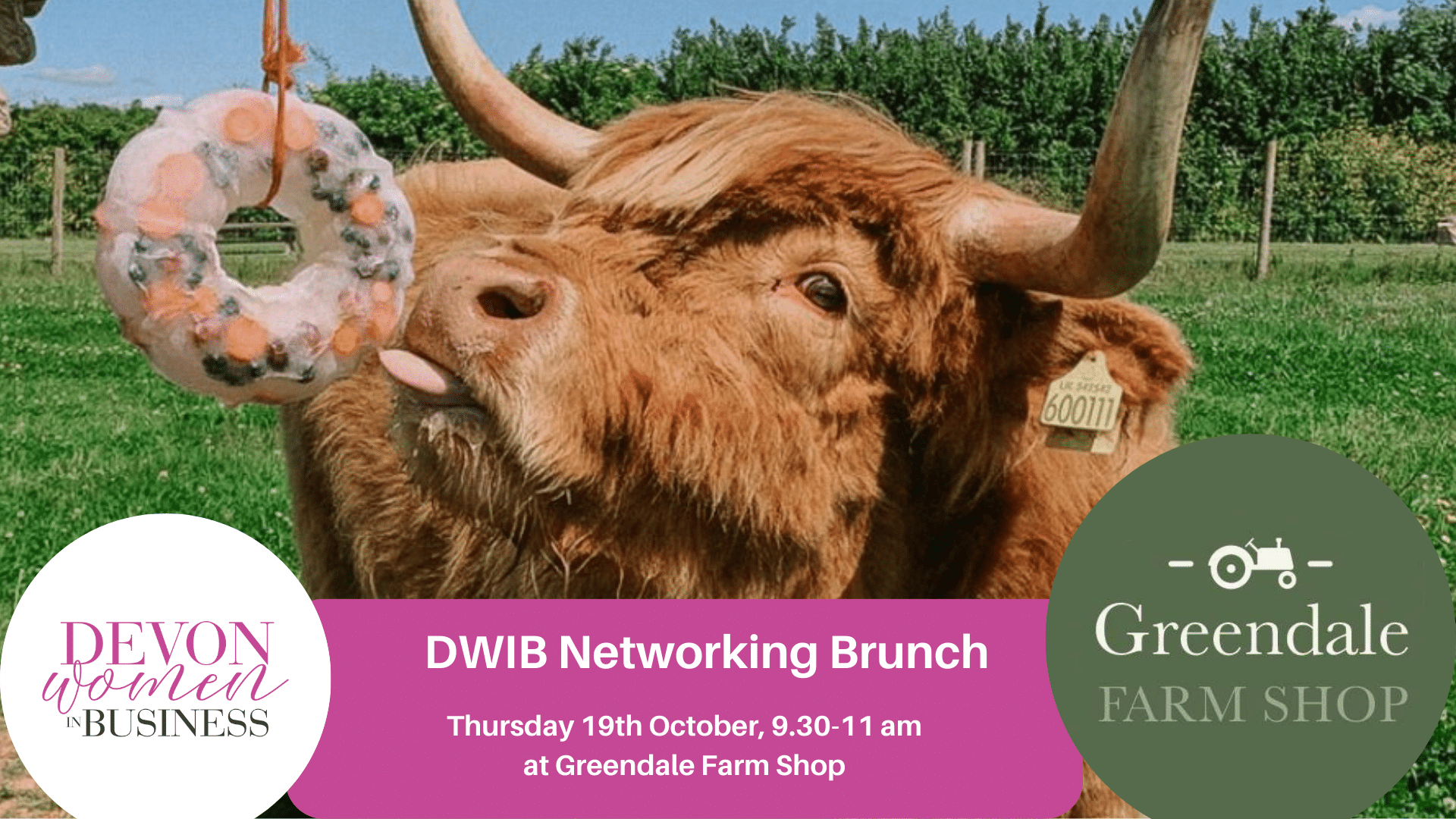 Photo of a cow licking a doughnut-shaped salt lick. Logos: Devon Women in Business and Greendale Farm Shop. Text: DWIB Networking Brunch Thursday 19th October 9.30-11 am.