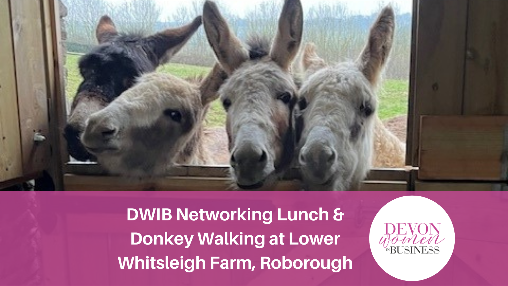 Four donkeys looking over a stable door. Text: DWIB Networking Lunch and Donkey Walking at Lower Whotsleigh Farm, Roborough. Logo: Devon Women in Business