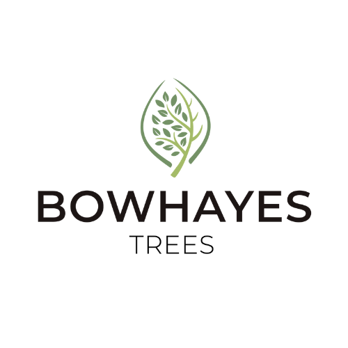 Bowhayes Trees Logo 500x500 1